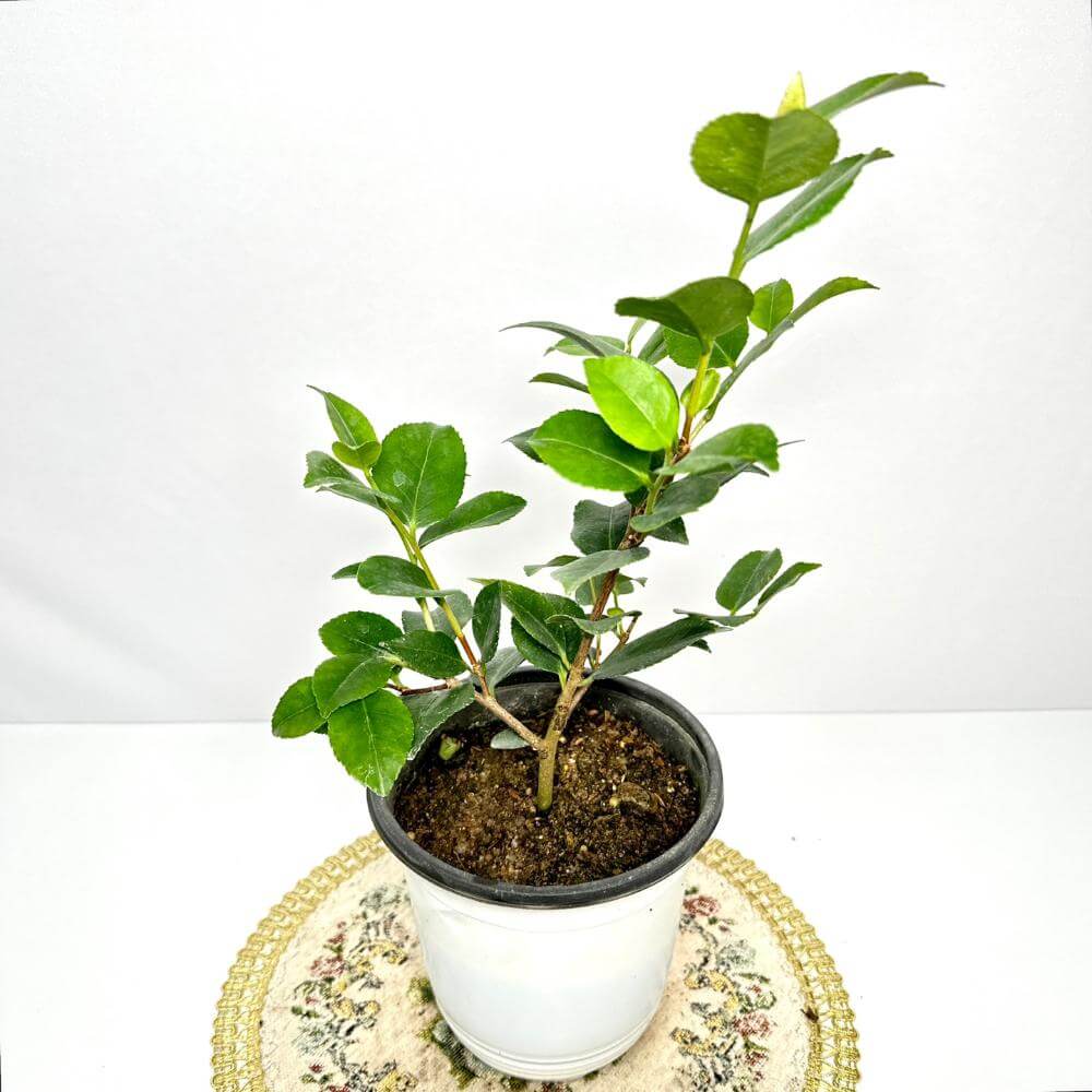 동백나무 키우는방법