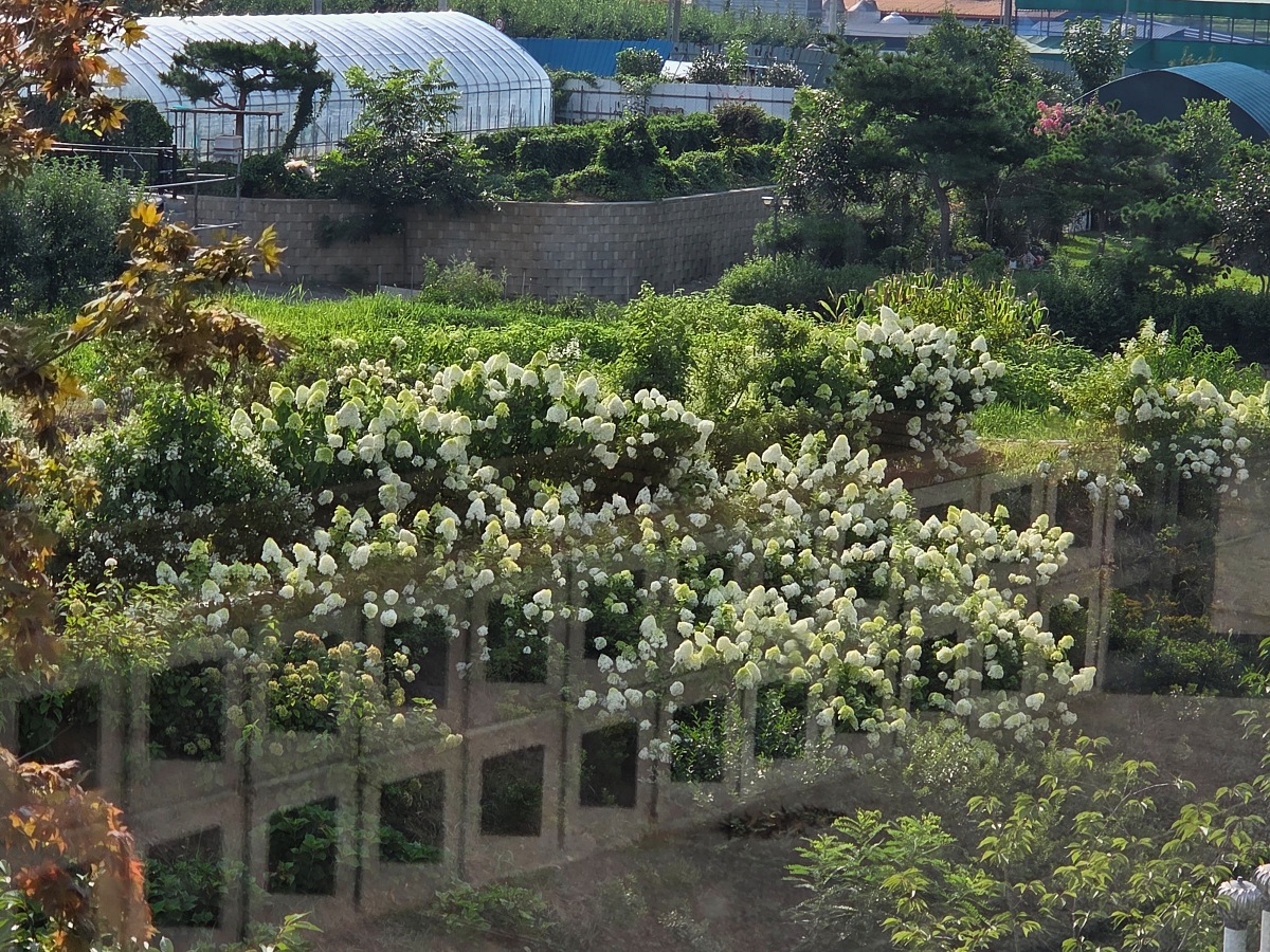 강화도 대형카페 두운리&amp;#44; 초록의 목수국 정원까지 즐기는 강화도 갈만한곳