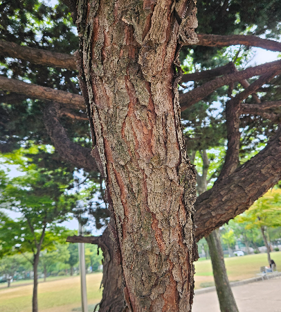 솔송나무 수피