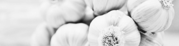 마늘 수확시기, 마늘 수확 적기: 6월 중순 ~ 7월 초순