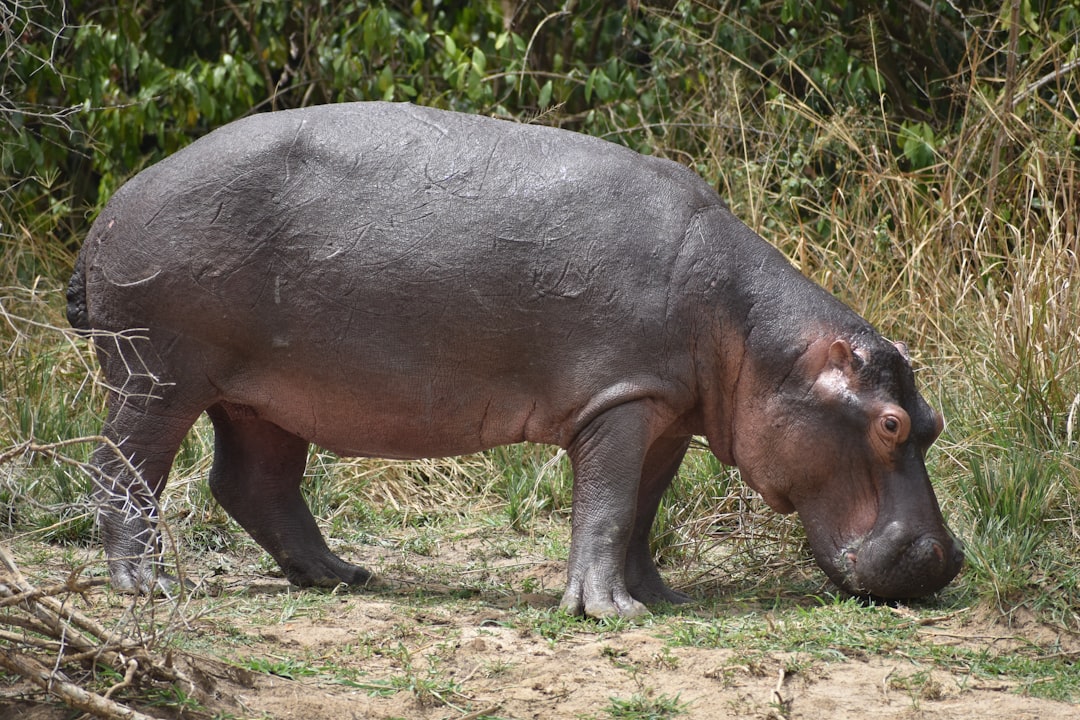 Pork belly