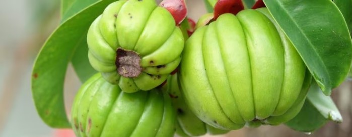 가르시니아 추천 - 가르시니아다이어트부작용, 가르시니아먹는법, 가르시니아효능