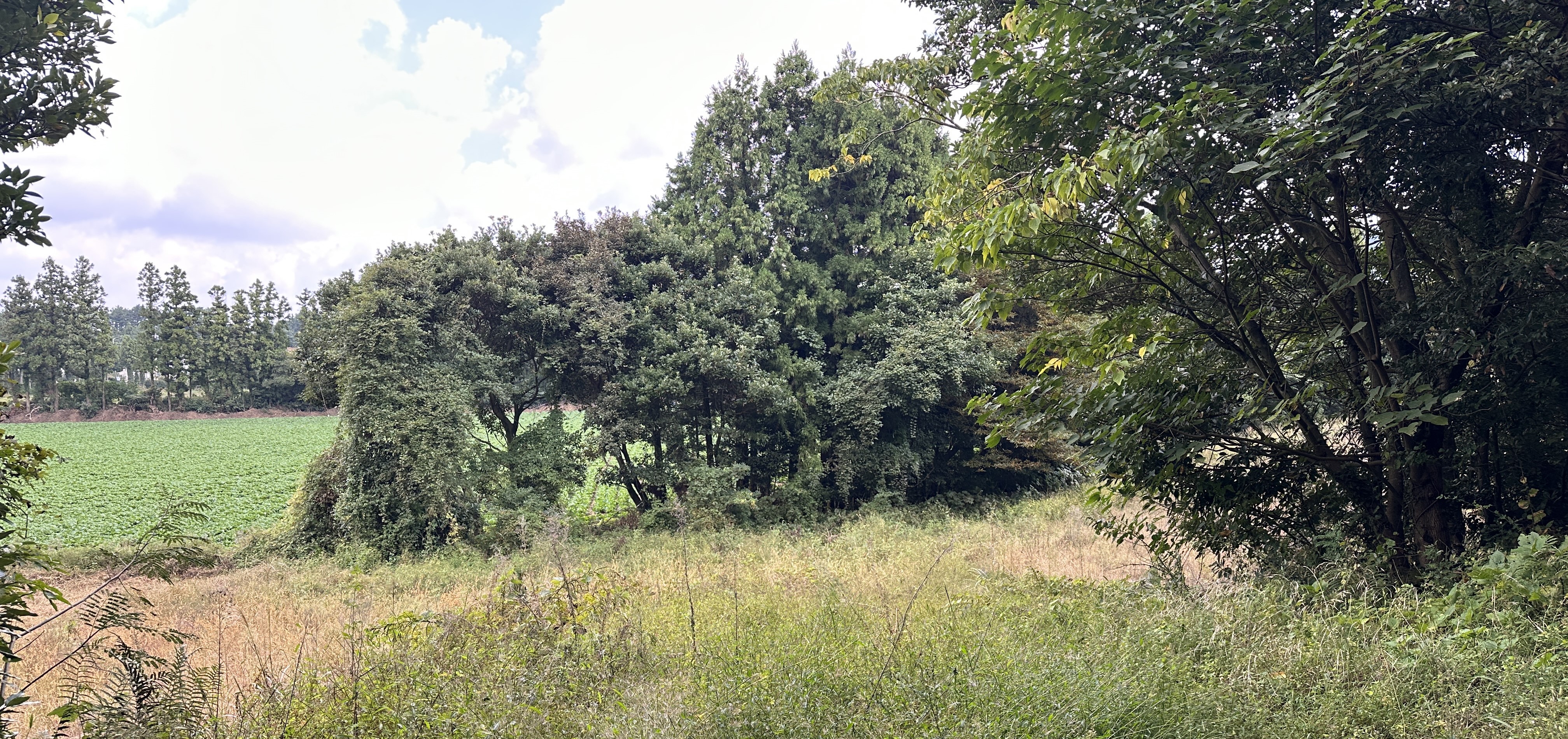 괭이모루 숲길 산책로