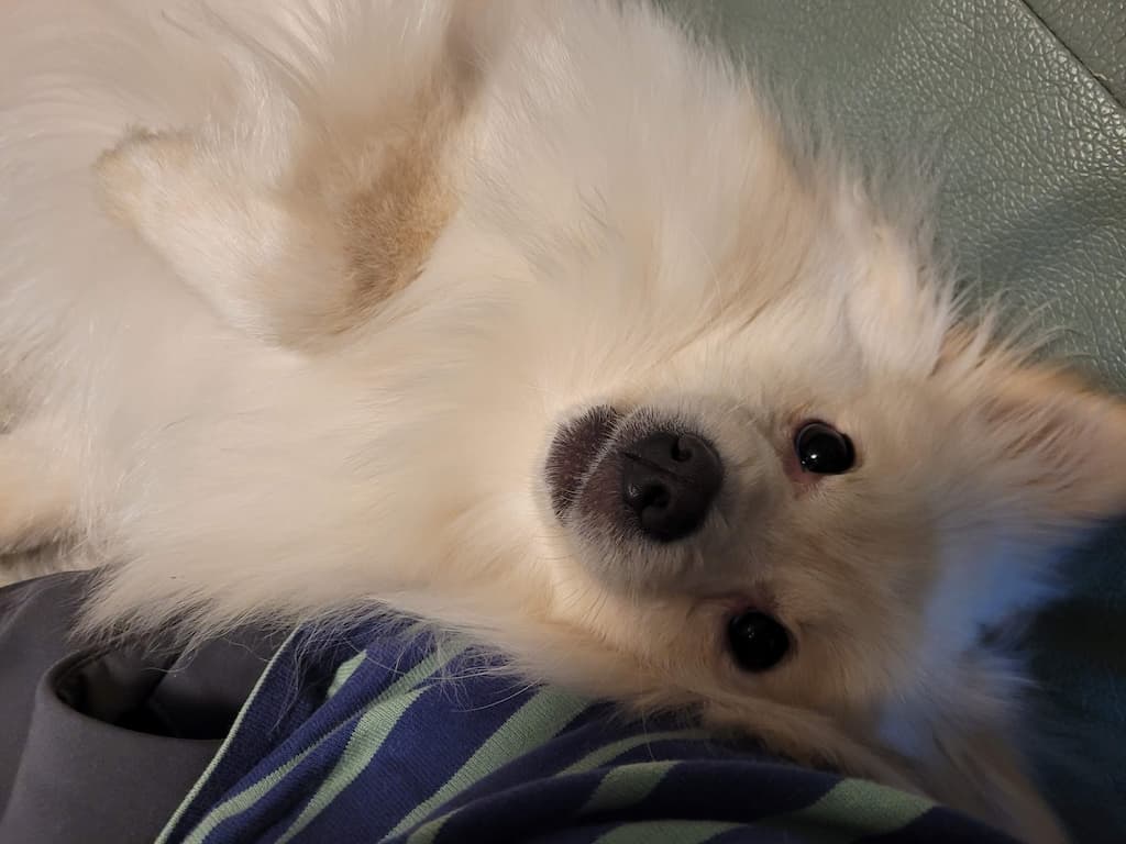 산책 후 귀 뒤나 배 부분을 확인하는 모습