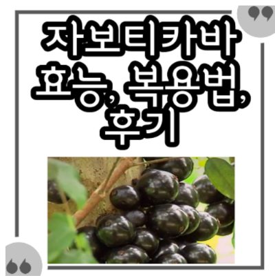 자보티카바 효능