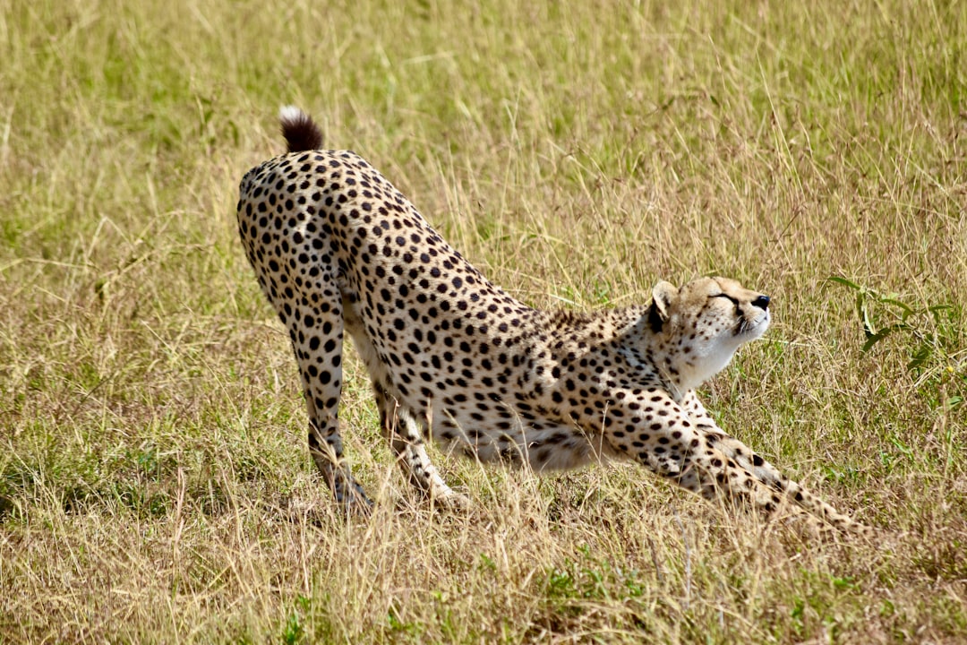 Stretching
