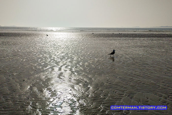 청포대 해수욕장 갯벌