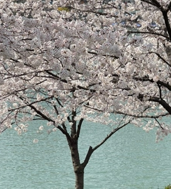 서울 벚꽃 명소 추천 베스트10 여의도 윤중로 석촌호수 서울숲 경희대학교 캠퍼스 남산공원 &amp; 남산도서관 앞 창경궁 양재천 북서울 꿈의숲 안양천 벚꽃길 한성대입구 낙산공원