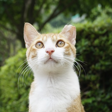 치즈고양이
