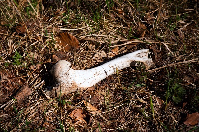 골다공증 뼈의 모습