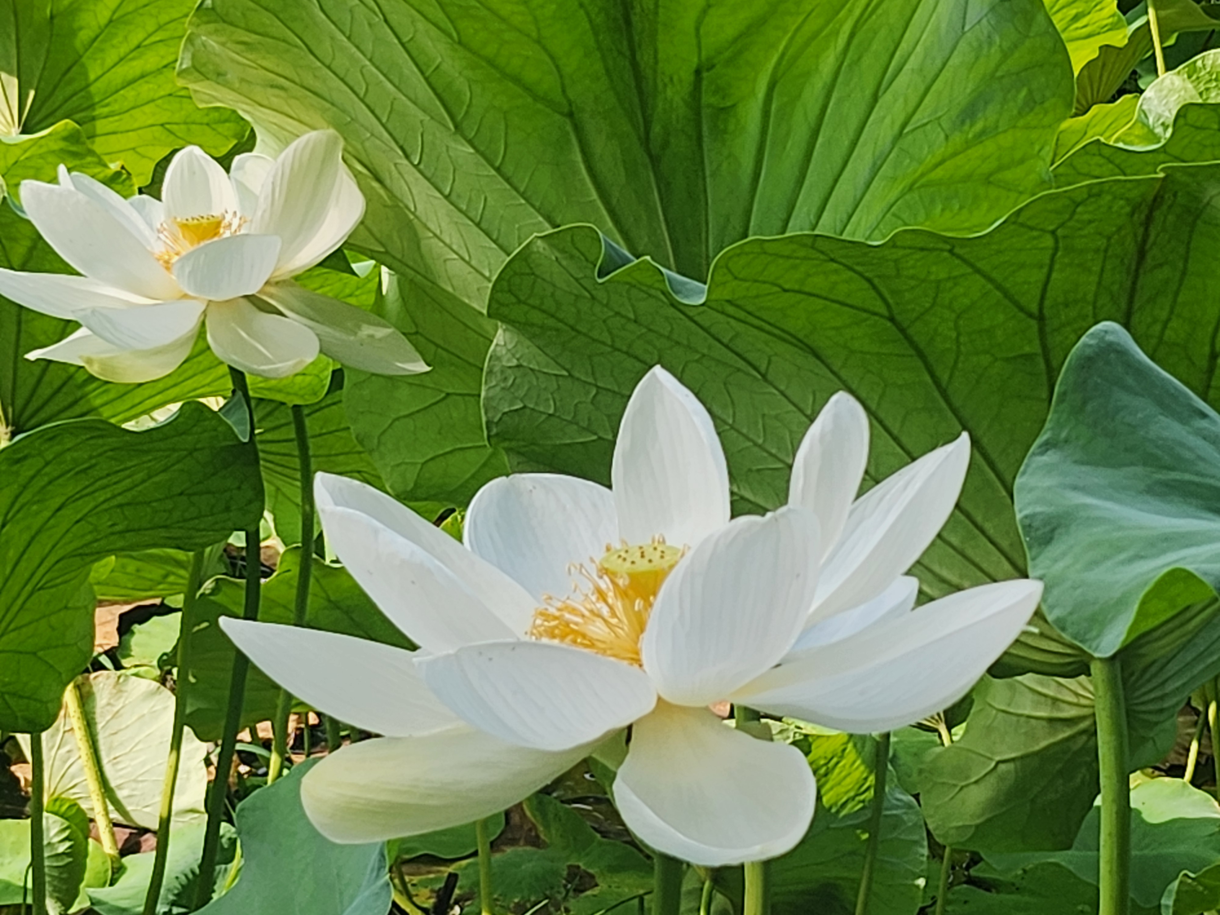 봉선사 연꽃