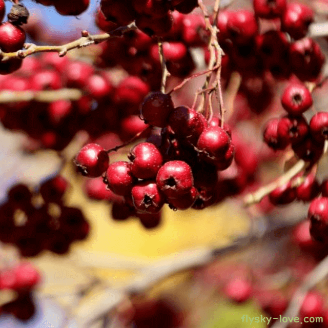 혈압 낮추는 데 효과적인 산사나무 열매
