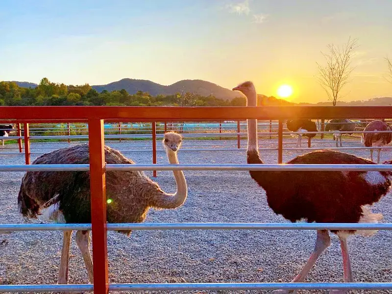 경남 함안 타조 농장 먹이주기, 퀴즈풀기, 알밟기, 교감하기 체험 가볼만한 곳 추천