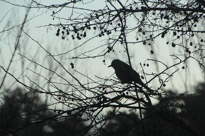 경산시 대성에너지 도시가스 고객센터 전화번호