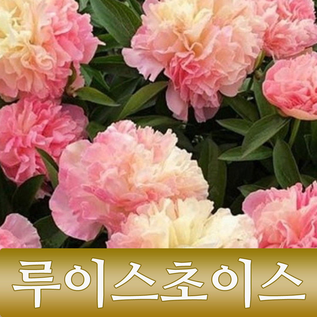 작약계의 알보 한 뿌리 25~30만원 씩하는 루이스초이스 작약이 너무나 예쁘게 핀 모습