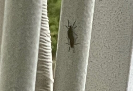 러브버그 자주 묻는 질문과 답변