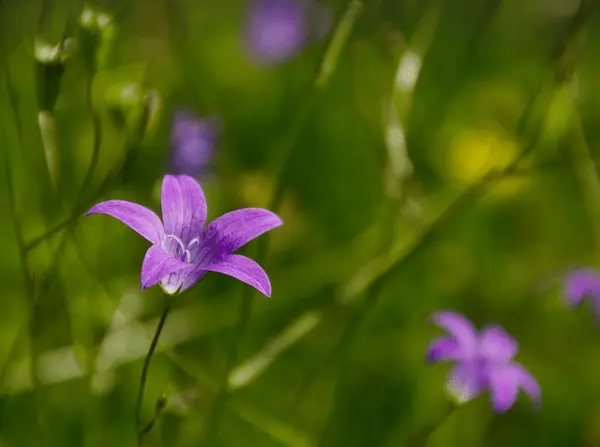 도라지 효능, 가격, 파종 시기, 도라지청, 도라지 무침 만드는법