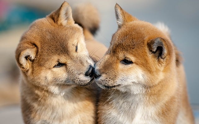 행복한 반려동물