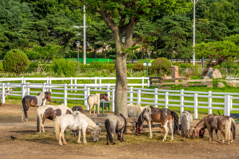 승마의 매력 승마 체험 추천
