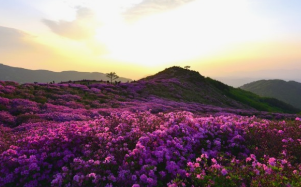 황매산철쭉축제