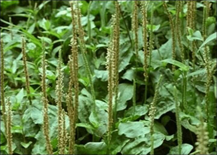 차전자피의-효능-눈건강