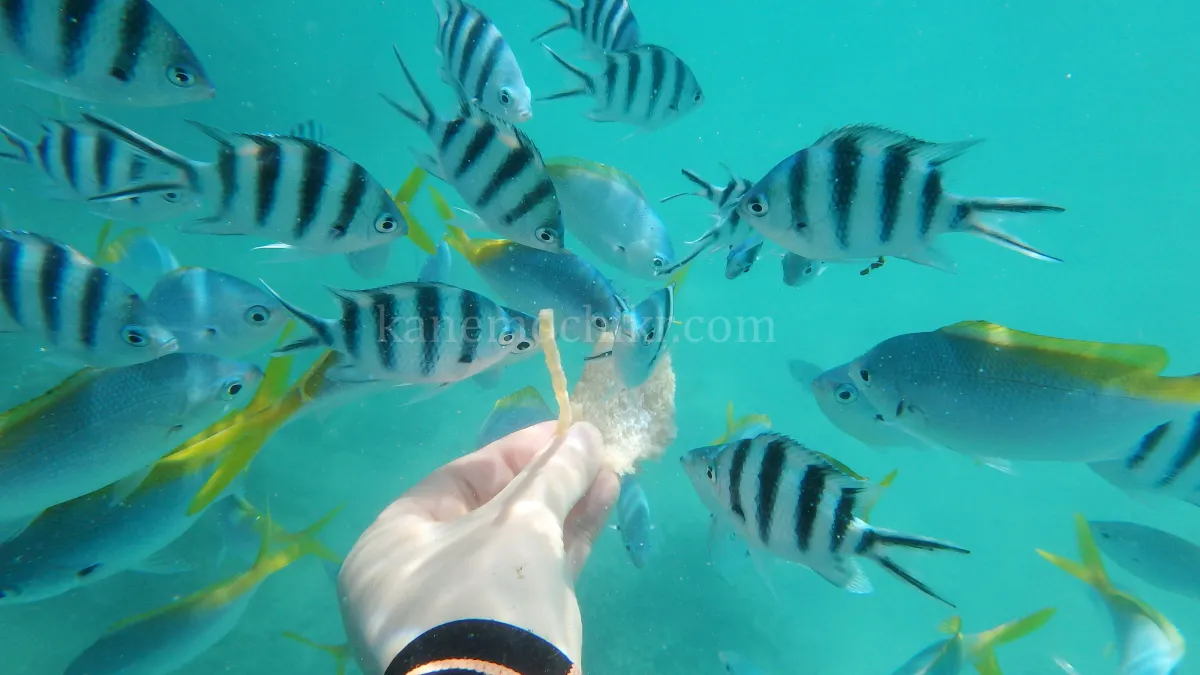 도스팔마스리조트-스노클링