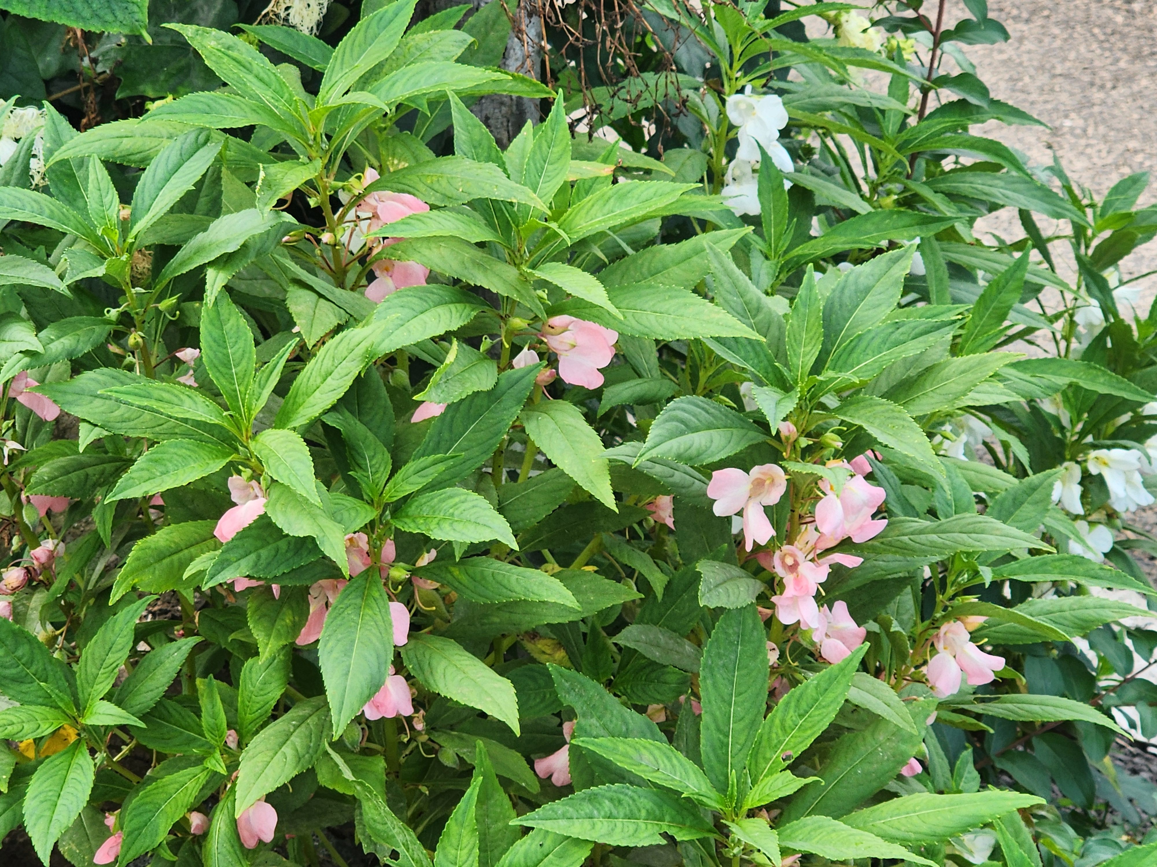 Alt 속성 문제 해결 설명 이미지