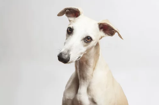 휘핏/출처:어도비스톡