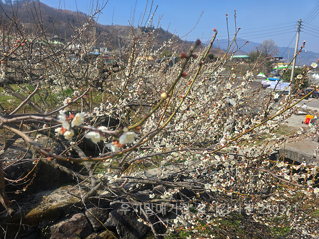 광양매화축제 실시간