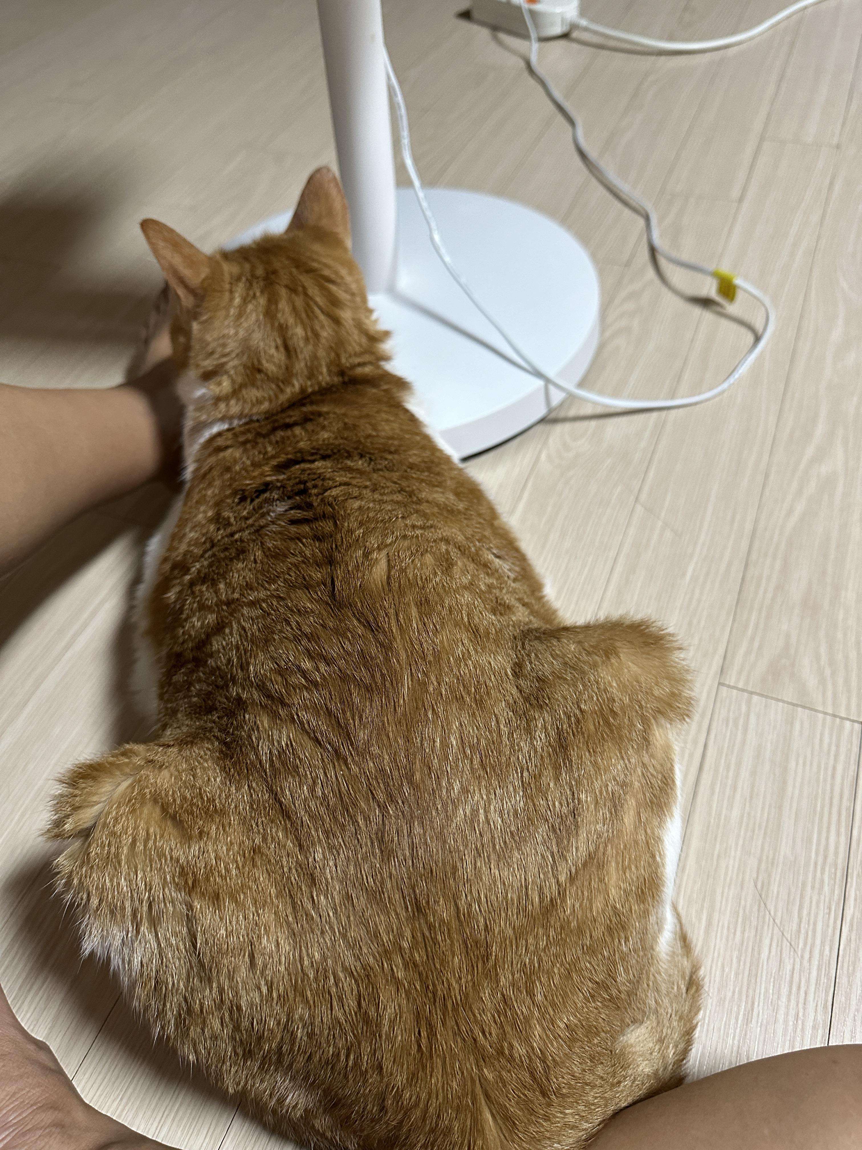 엄마_앞에_자리잡고_앉은_치즈냥이_막둥이_뒤태