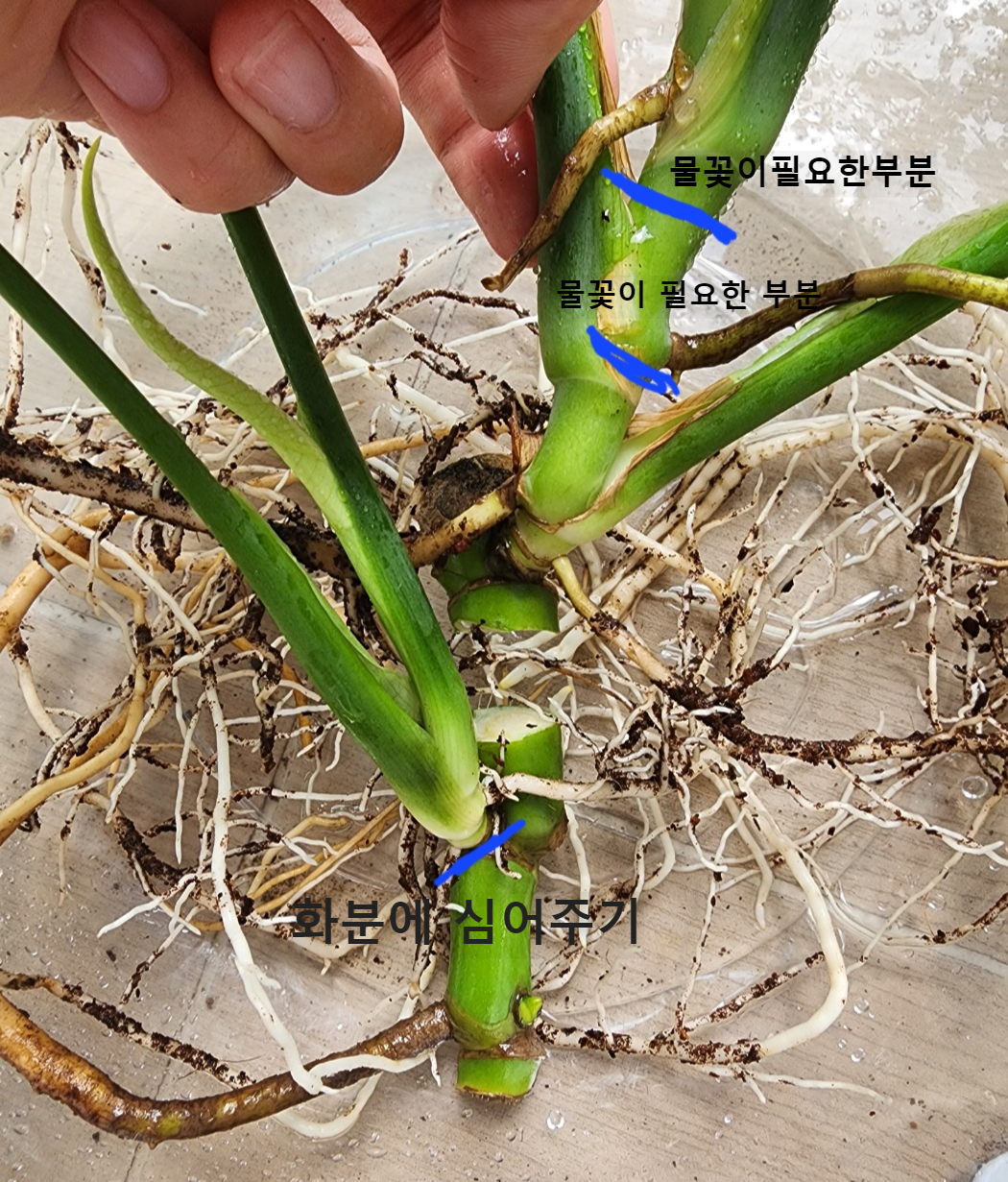 몬스테라의 뿌리