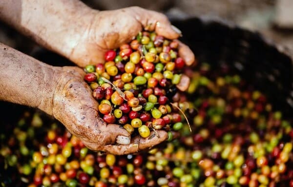 콜롬비아 커피 원두