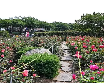 삼척 장미축제_26