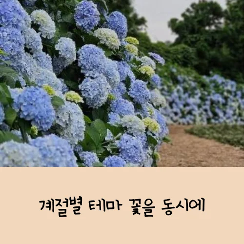 제주 보롬왓 수국정원 축제