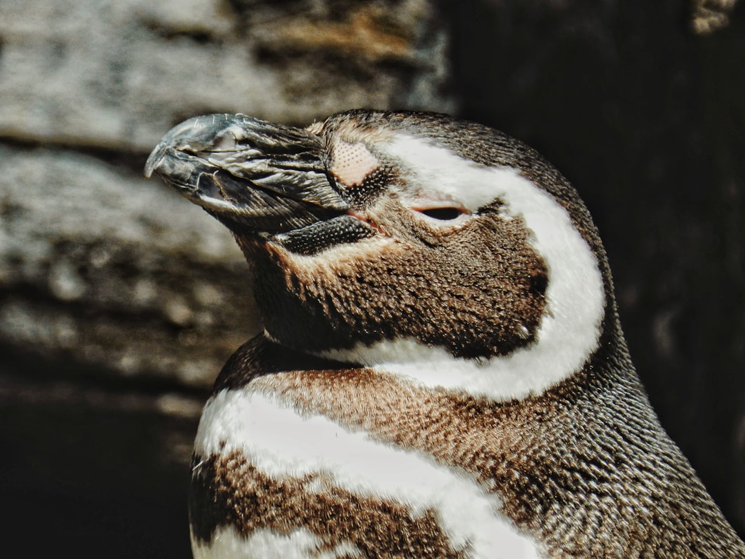 'penguin'