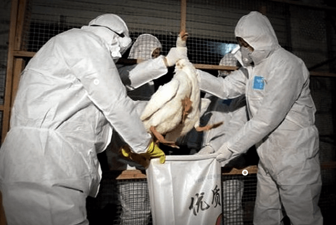 조류인플루엔자