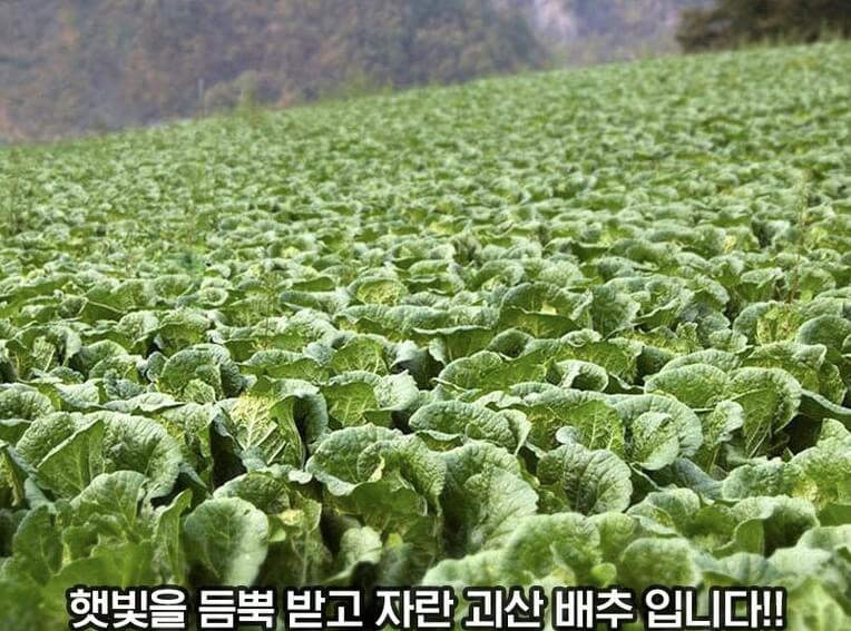 절임배추-20kg-저렴하게구매하기-해남배추-대관령배추-괴산배추