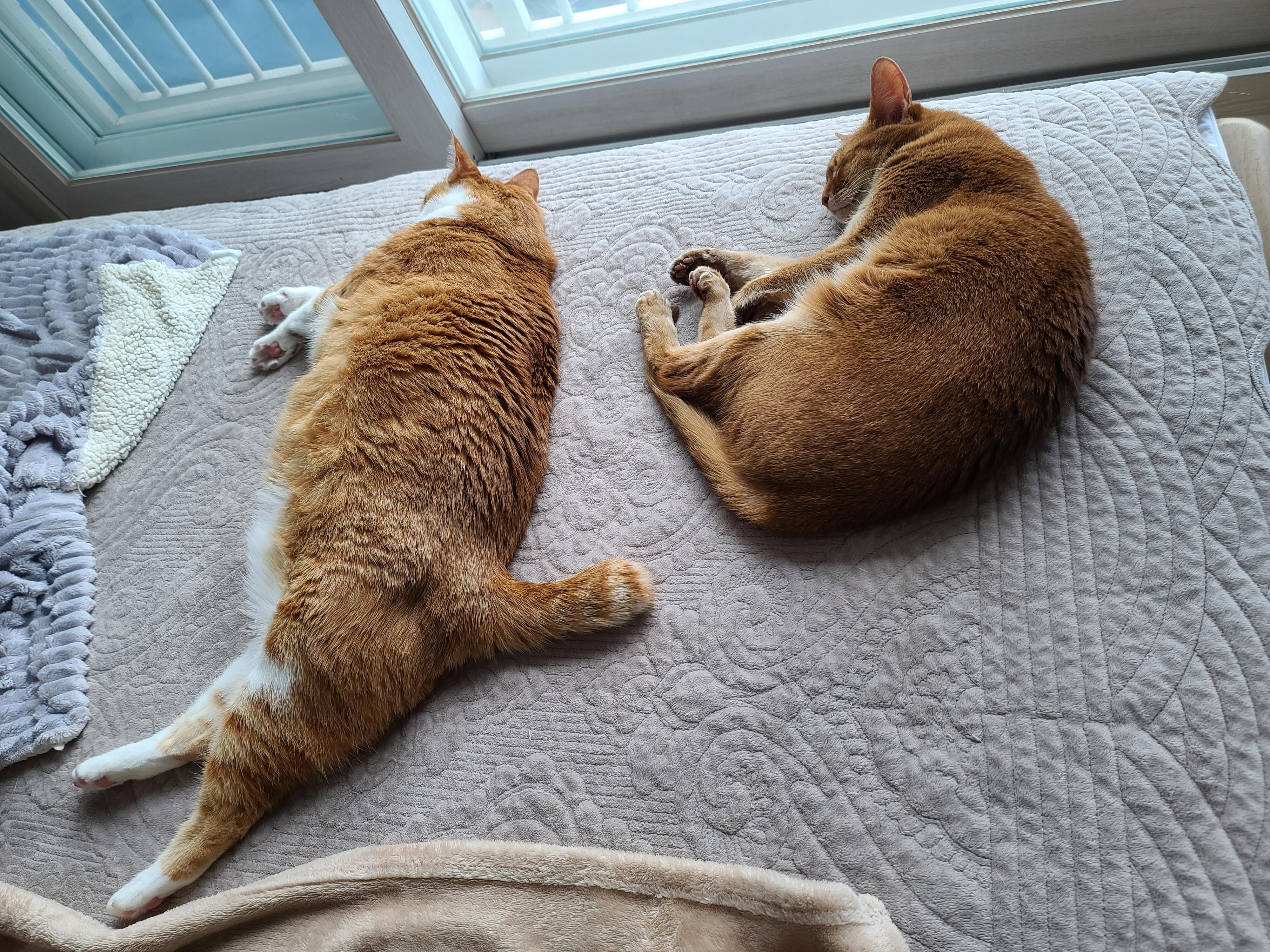 나는야 9마리 껌딱지랑 함께 사는 집사 (feat.블랙푸들 연탄이)