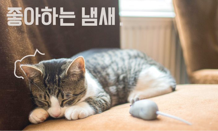 함께-자는-고양이