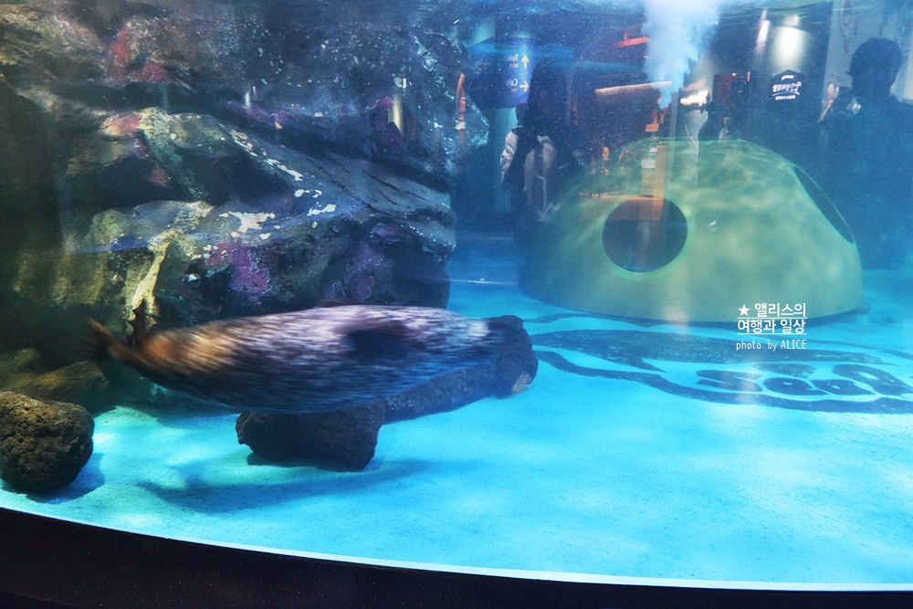 코엑스 아쿠아리움 입장권 할인예약 방법, 대중교통 가는 방법, 참물범 펭귄 비버 상어 보러가자!