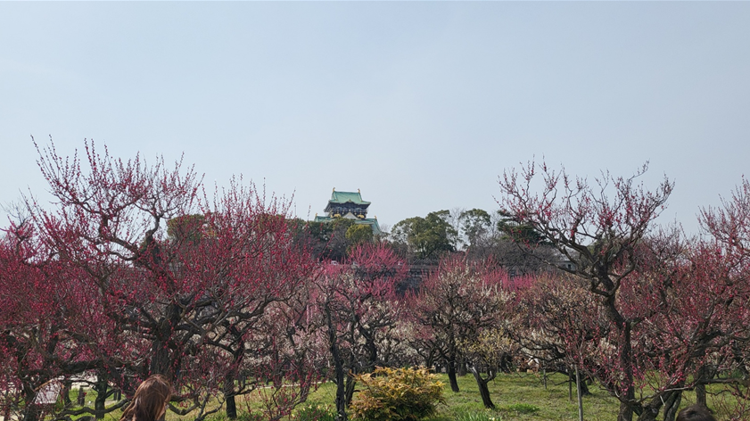 오사카성 매화밭 사진