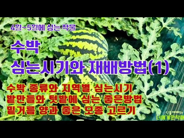 수박 재배 접목 선택 순 따기 당도 올리기_8