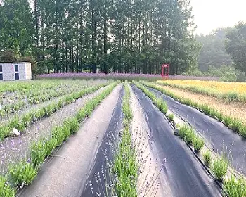 고성 라벤더 축제_9