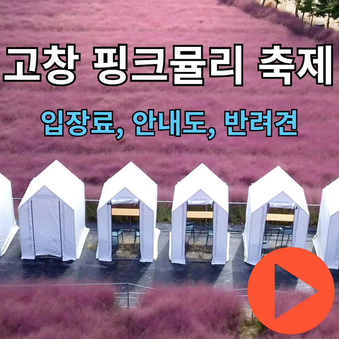 고창 핑크뮬리 축제