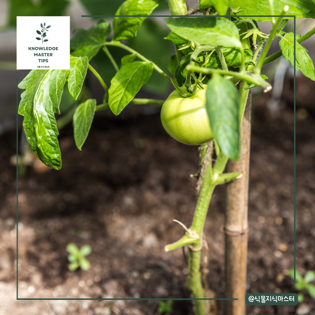 텃밭에서 토마토 키우기