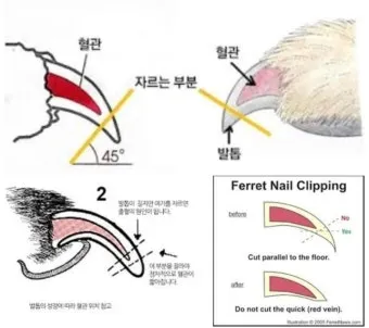 강아지 며느리발톱 그냥 둬도 괜찮을까 관리 제거 수술 총정리 정보모음_5