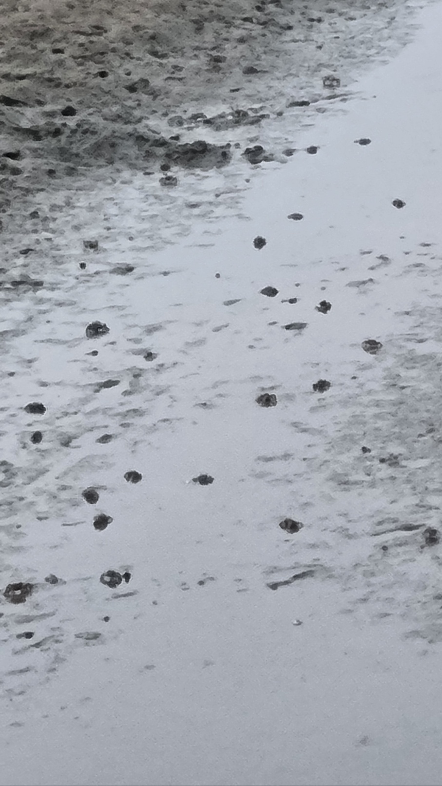 서포리의-게사진