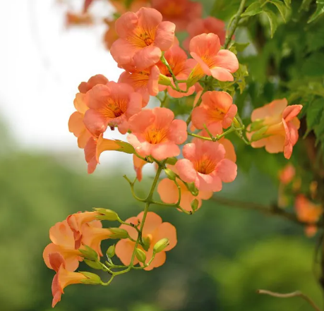 능소화 뜻 개화시기 꽃말 묘목 키우기 독 한자 명소 뚝섬 대구 능소화폭포 포토존 추천1