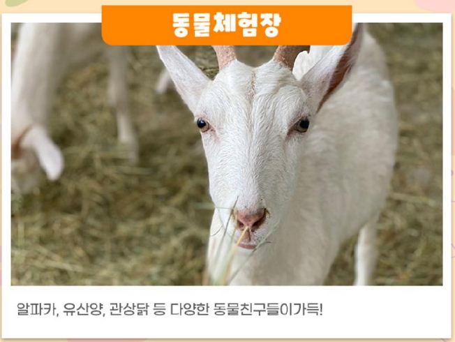 오천만송이 국화꽃향기 축제