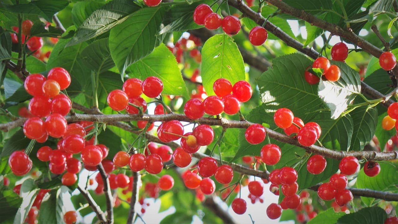 나무에 열려 있는 앵두